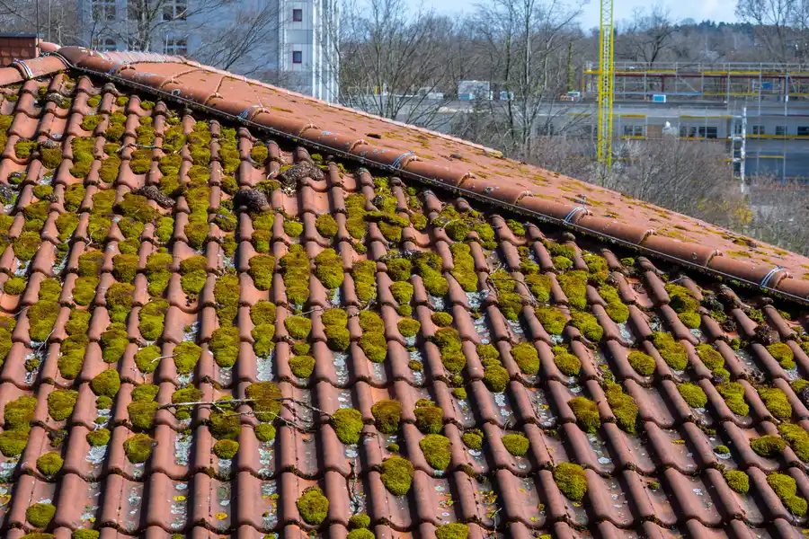 Difference Between Power Washing And Moss Treatment Salem, OR