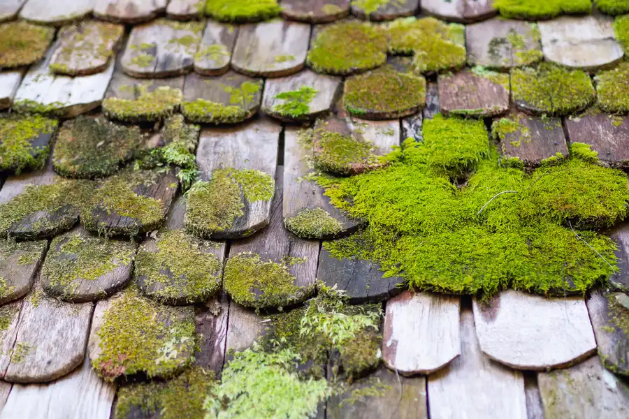 Expert Moss Removal Salem, OR Expert Moss Removal Salem, OR