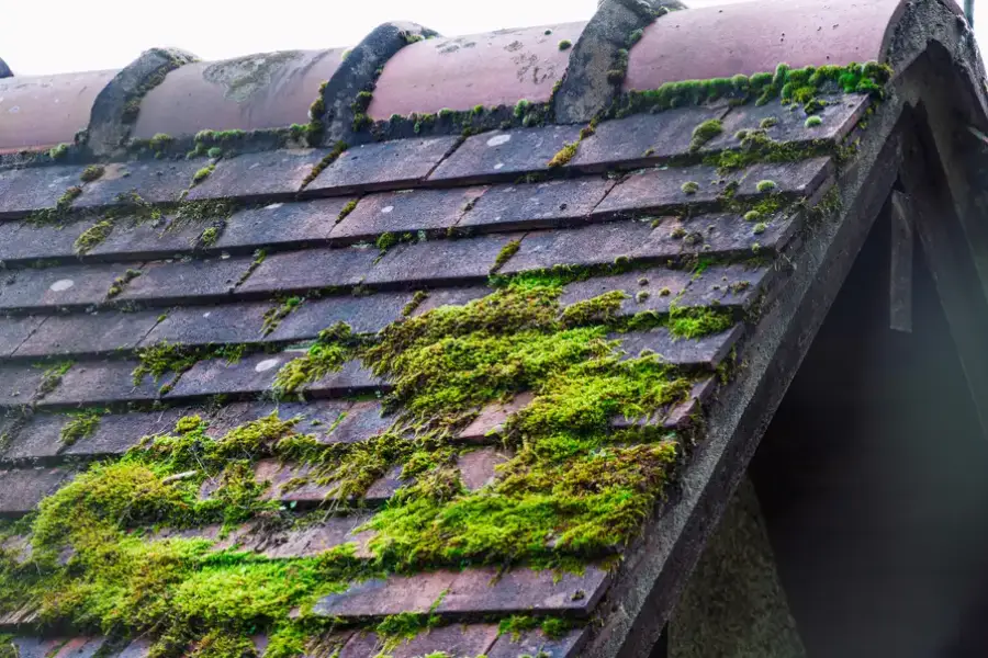 How Moss Affects Concrete Surfaces Over Time in Salem, OR How Moss Affects Concrete Surfaces Over Time in Salem, OR
