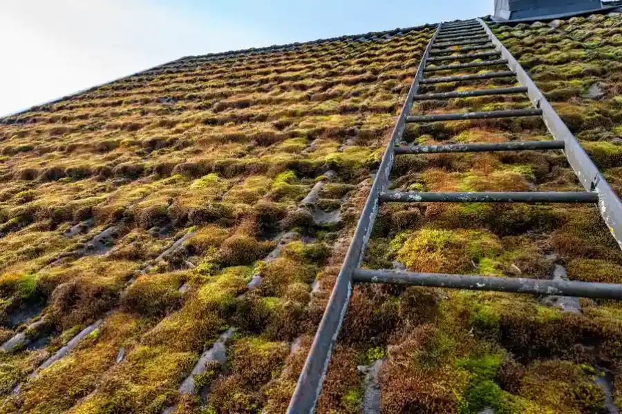 Superior Moss Removal Salem, OR Superior Moss Removal Salem, OR