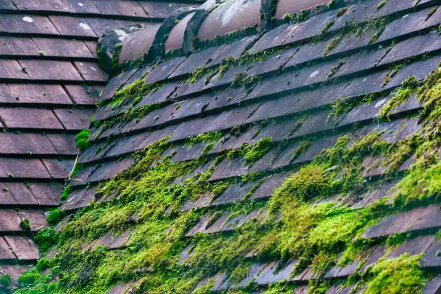 Top-rated Moss Removal Salem, OR Top-rated Moss Removal Salem, OR
